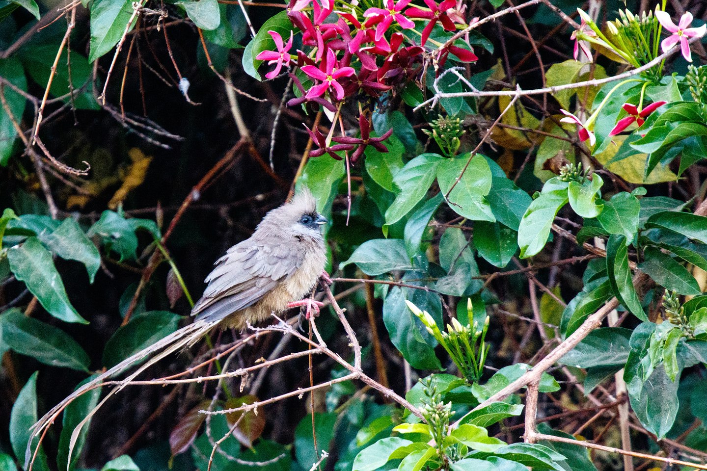 Braunflügel Mausvogel